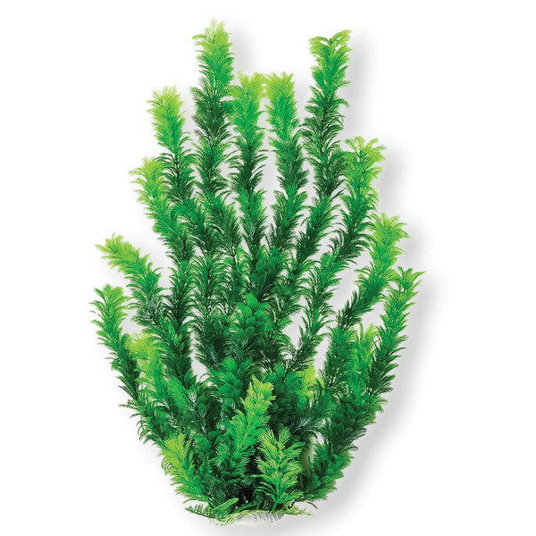 Aquatop Aquatic Supplies - Bushy Aquarium Plant Online Sale